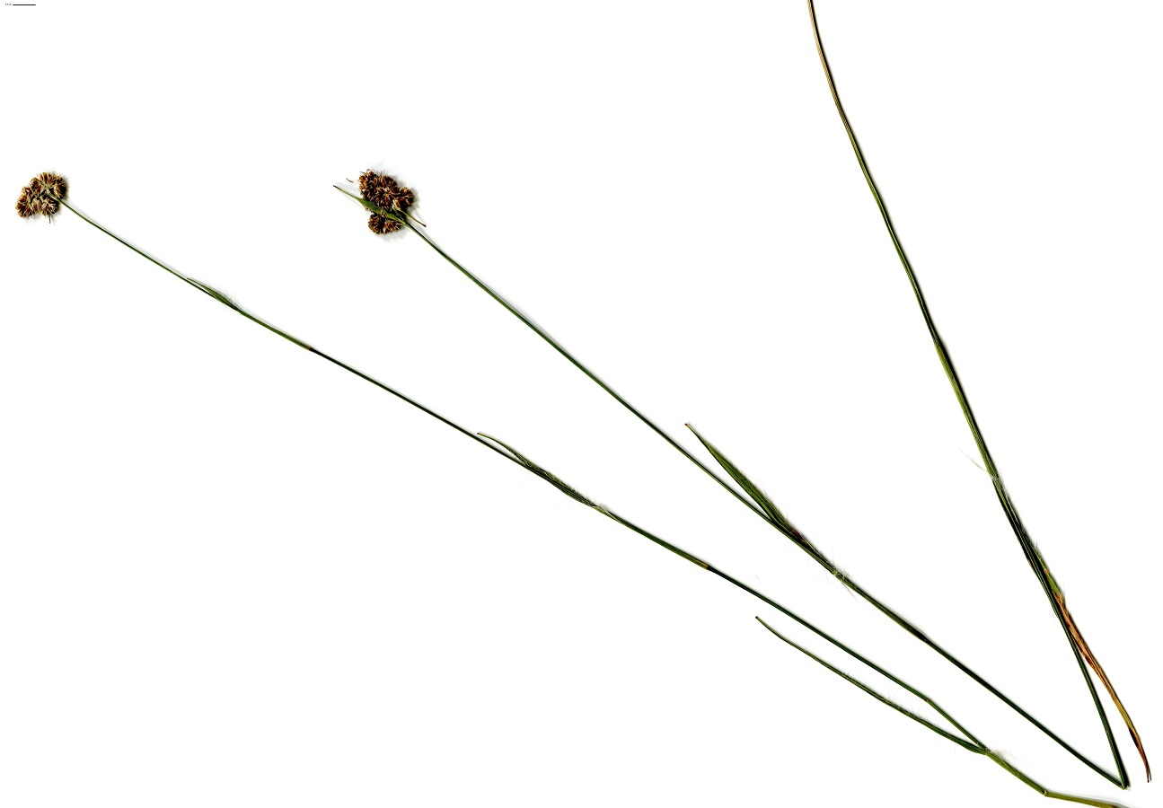 Luzula congesta (Juncaceae)